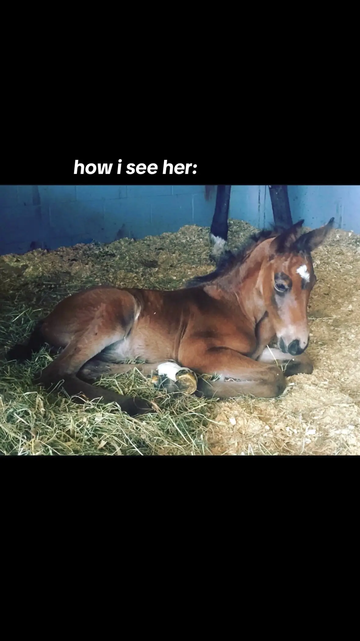 she’s my baby forever&ever!!!!! idea: @clara❤️‍🔥 #equestrian #horsesoftiktok #neverlandb #showjumping 
