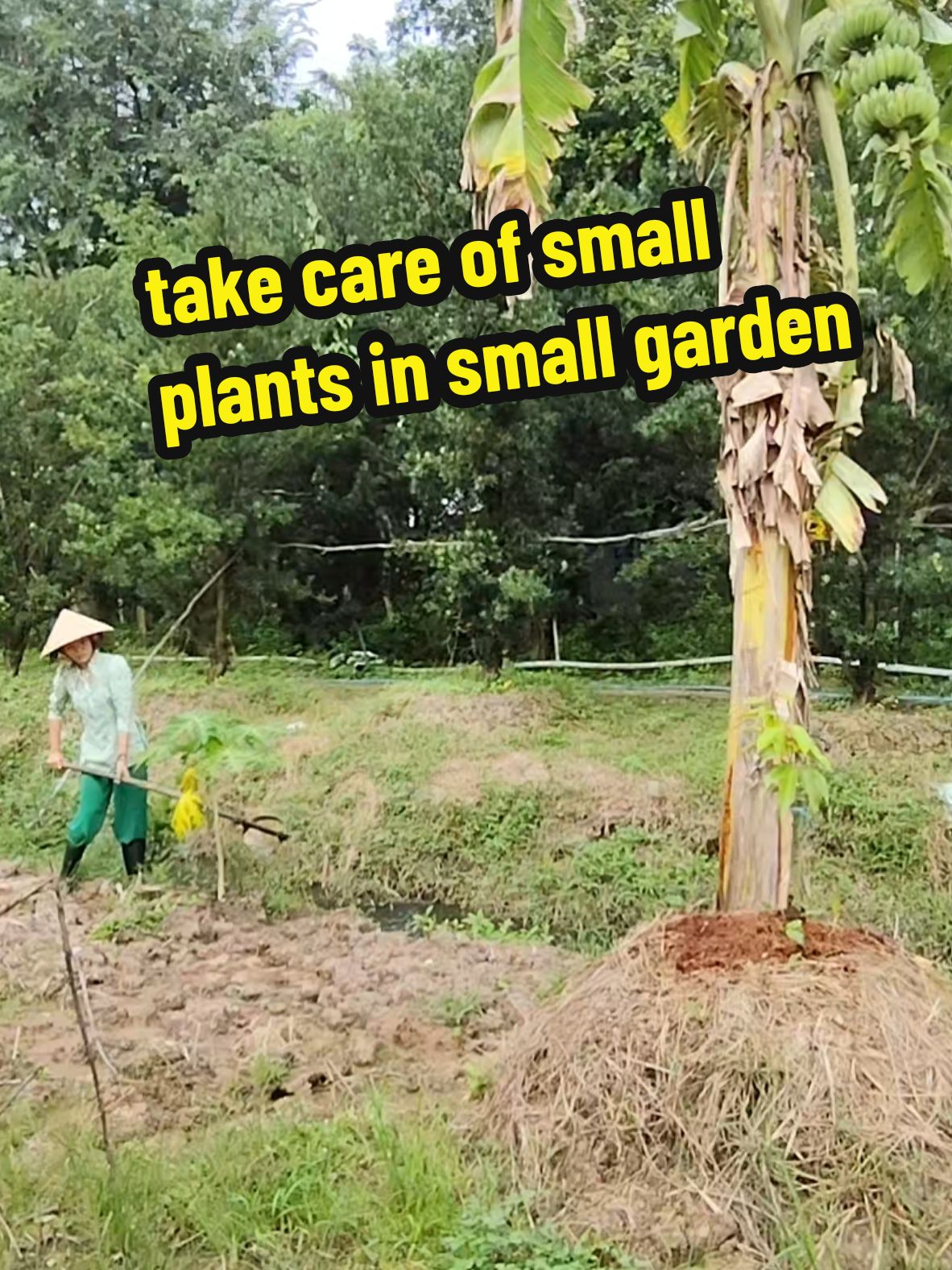 Hello everyone, I am a girl in the countryside of Vietnam, very happy to meet everyone, wish everyone a happy new working week, effective positive energy, Today I go watering and taking care of my young durian trees, thank you everyone for watching my video✌️😊🥰 #durian #farmer #farmergirl #garden #vietnamese 