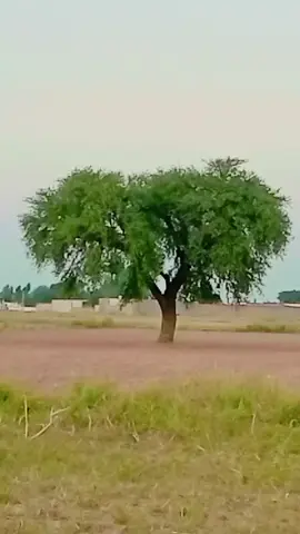 #nature #viraltiktok #trending #trendingvideo #viralvideos #fyp 