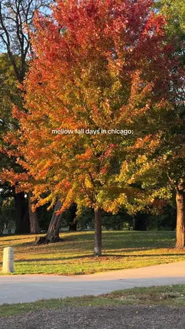 golden sun and mellow fall days flow in chicago 🍂🧥🌻🍁🤎✨ #fall #fallinchicago #fallcolors 
