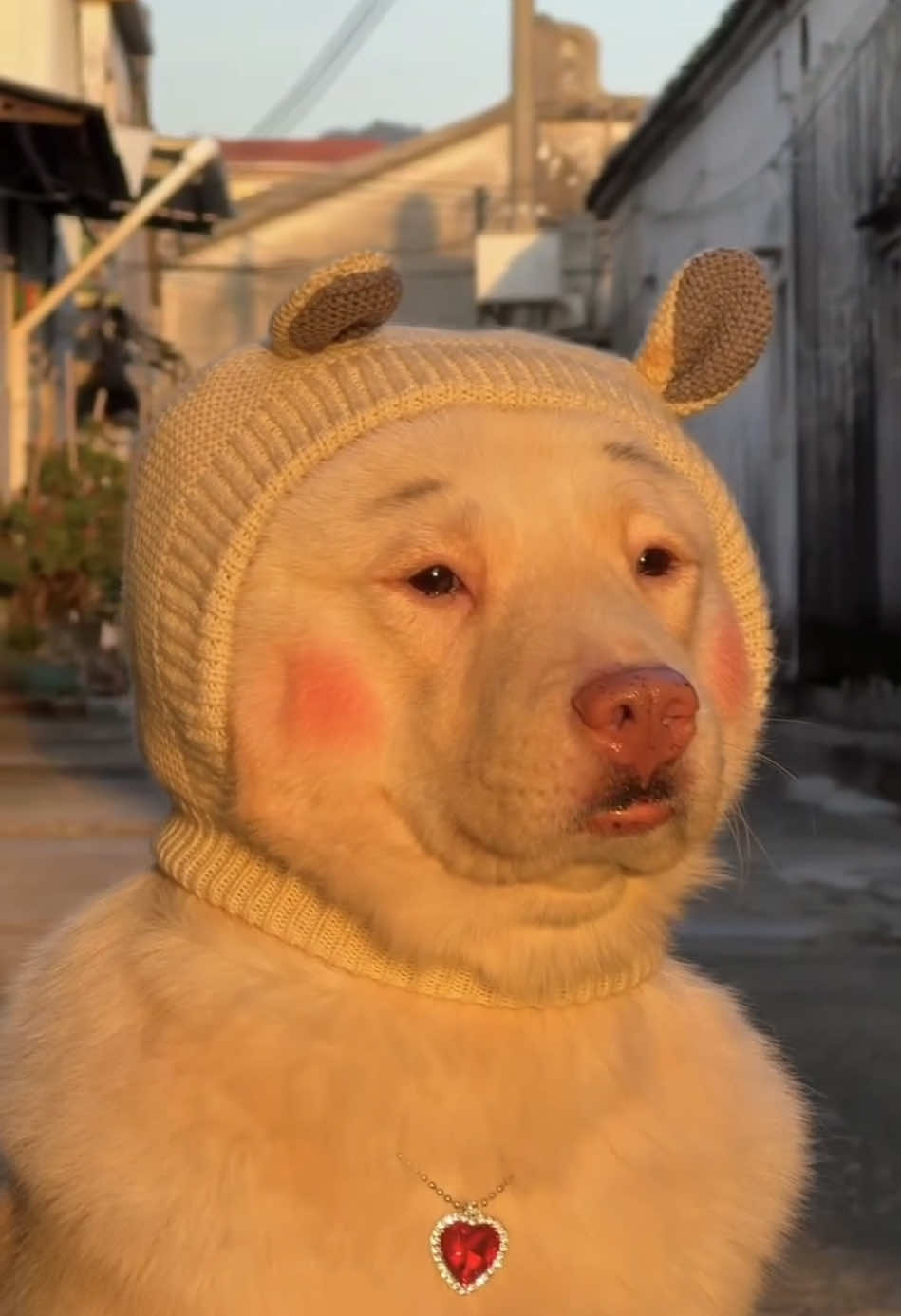 Đầu tuần mà buồn dữ ta 🥲🥲 #haihuoc #vuinhon #giaitri #funny #animals #fyp #foryou #fypシ゚viral #chó #chó_cưng #dog #dogs #dogsoftiktok #funnydog #funnydogs 