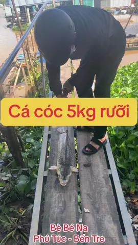 Quá tời quá đất cá cóc khủng rồi ae ơiii 😍😍#xuhuongtiktok2024 #caucagiaitri #becaucabena #fyp #viralvideo #cauca 