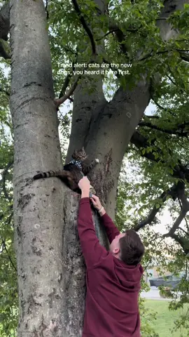 Bet your dog can’t climb a tree 😉 #catsoftiktok #cats #cattok #funny #catsvideo #catsvsdogs 