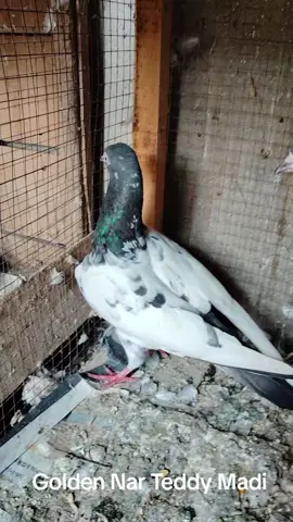 Golden Teddy Pair | Zaidi Birds Sialkot | VIP Pigeon Vip Kabootar Golden Kabootar Teddy Kabootar  Champion Kabootar #pigeons #1000000views #viralvideo #views #fypシ゚viral #fypシ #fyp #foryoupageofficiall #foryourpageofficiall #foryourpagetiktok #foryou #teddy 