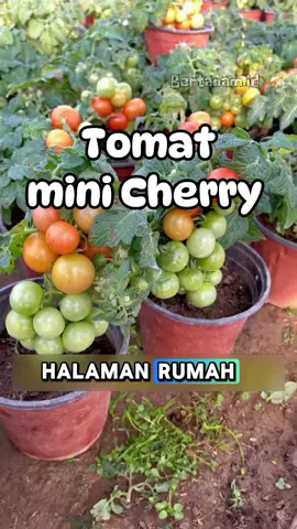 Benih Tomat Mini Cherry sudah ready kembali, langsung dibeli sebelum kehabisan #tomat #tomato #tomatoes #seed #benih #fyp #fypシ #tanamanhias #tanamanviral 