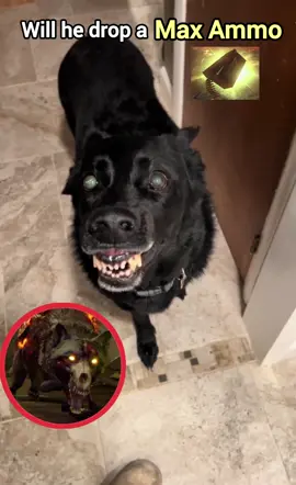 Fetch me their souls ahh doggo #dog #cute #callofduty #gaming #hellhound #fetchmetheirsouls #cod #zombies #codzombiesmemes 