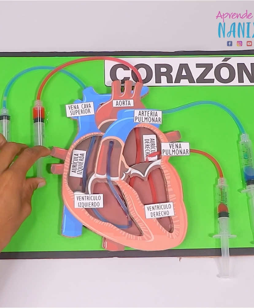 Más info… 👇 🫀El corazón es como una bomba que envía sangre a todo nuestro cuerpo. ✍️Materiales   ✅Cartón  ✅Pega loca ✅4 Jeringas de 5 cm ✅Manguera  de venoclisis ✅ colorante rojo y azul  📝El tutorial completo lo encuentras en mi canal de Youtube aprende con Nanix o en mi canal de difusión te comparto el link directamente. 🚨Si quieres que te comparta las plantillas descargables, házmelo saber en comentarios para enviarte el link por privado. 💬¿Qué te parece esta idea? ¿Si llegas a elaborarla compárteme una fótico o etiquétame en tu historia. ❤️Si te gustan mis videos no olvides apoyar mi trabajo interactuando con el contenido (Dando Like, comenta , guarda o comparte el video)  ¡Gracias me ayudas muchísimo! 🫶 #c#corazona#anatomiac#cienciac#cuerpob#bodyh#heartp#primariahighschool 