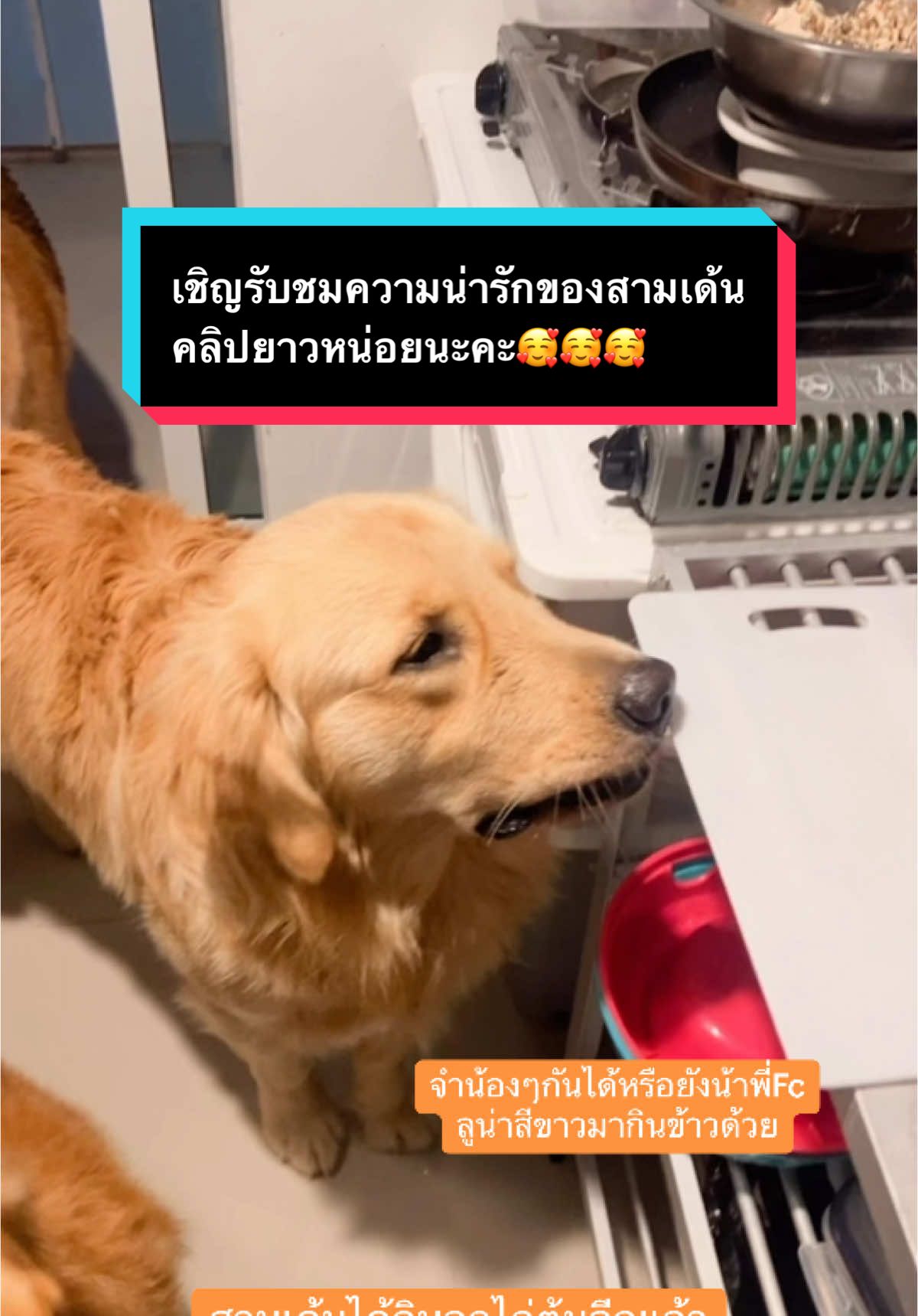 คลิปยาวเพราะให้พี่ๆชมความน่ารักของน้องๆ #โกลเด้นน่ารัก #หมาเด็ก🐶 #เทรนด์วันนี้tiktok #หมาเล็กน่ารัก #หมาโกลเด้นน่ารัก 