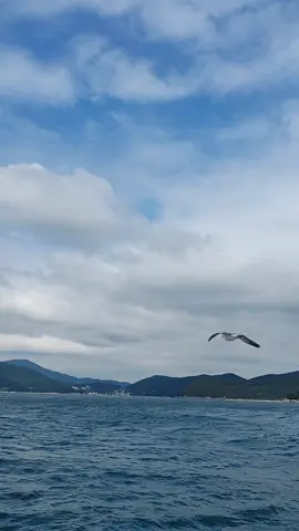 #갈매기 #새우깡 #배 #갈매기새우깡주기  #거제도여행 #새우깡갈매기  #배위에서 