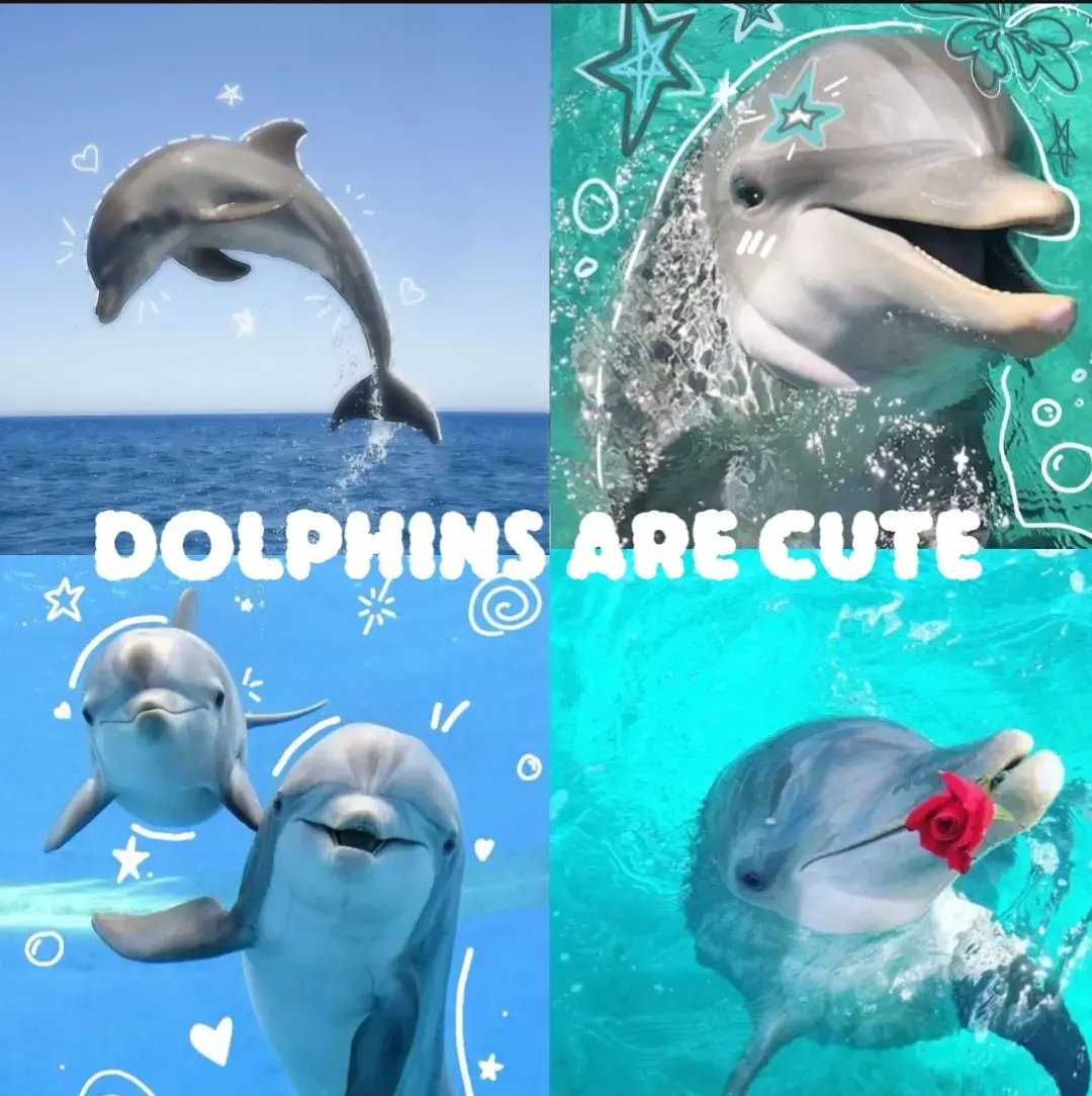 not scary  #fyp #dolphin #dolphins #sweet #scary #cute #animal 