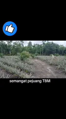 semangat petani milenial. saling suport bosku . #sawitindonesia🇮🇩 #tbm #milenial #petanimudamilenial #petanisawitindonesia🇮🇩 #palembangtiktok #sawitsumsel #nanas #palembang #fyp 