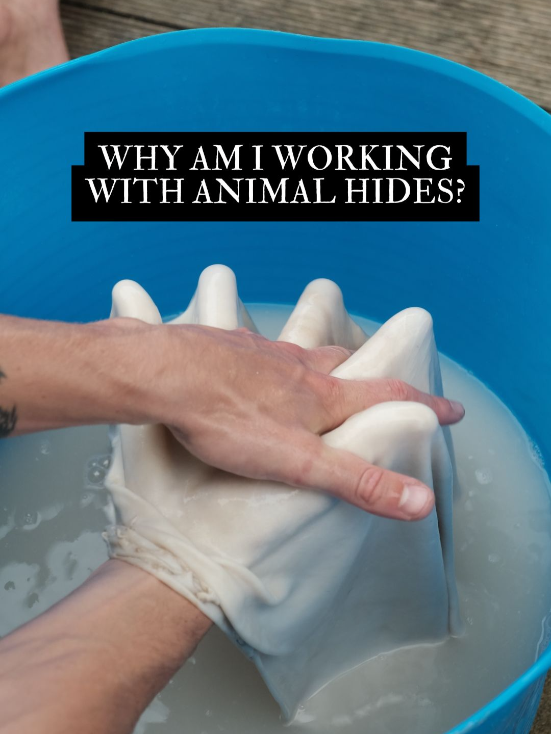 I’m aware that working with animals hides and roadkill can be quite a jarring thing to witness. And it really wasnt that long ago that I found it very uncomfortable myself. My perspective on death and animal body parts had be hijacked by pop culture. The only places I saw such things were in horror films, so what I learnt was that DEATH=BAD, DEATH=GROSS. I had no other reference point. I’ve been called Jeffery Dahmer on more than two occasions when posting about stuff like this, and I have compassion for people making those comments. They see death, and their only reference point to draw from is stories about psychopaths and serial killers. I feel its time for us to hold more nuance than that. Which is better, the front of you, or the back of you? Silly question isnt it, you cant have one without the other, they’re a polarity, they imply each other. Life and death are a polarity, to simply call one bad and one good is as silly a previous question I just asked. The western world is addicted to the life end of the polarity and cant bare dealing with the death end. It desperately tries to hold onto life through ignorance and force, creating an unfathomable amount of death in its wake. A culture terrified of death cant hold balance or nuance. A culture who, through reciprocity, meets death in a small amounts frequently, learns to hold the polarity of life and death, and ultimately leave more life in its wake. Dont be fooled, meeting death is part of what it means to return to a reciprocal relationship with earth. For me, being around death helps embody an awareness of your own mortality. Small reminders everyday that I too will die. What a relief, I’ve nothing to hold onto. And now with that weight lifted I can return to my life lighter, ready to serve life, not scared that it will end. Full hide tanning video can be found at the link in my bio. #youarefromhere #life