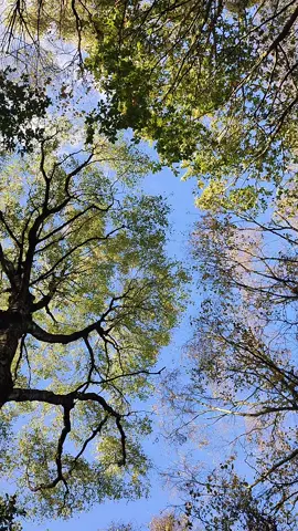 Just the trees blowing in the wind, so relaxing. #trees #leaves #wind #treesswaying #sky #relaxing #relaxingvideos #asmr #reset #meditate #peace #quiet #bluesky #autumn #fall #nofilter #nosound 