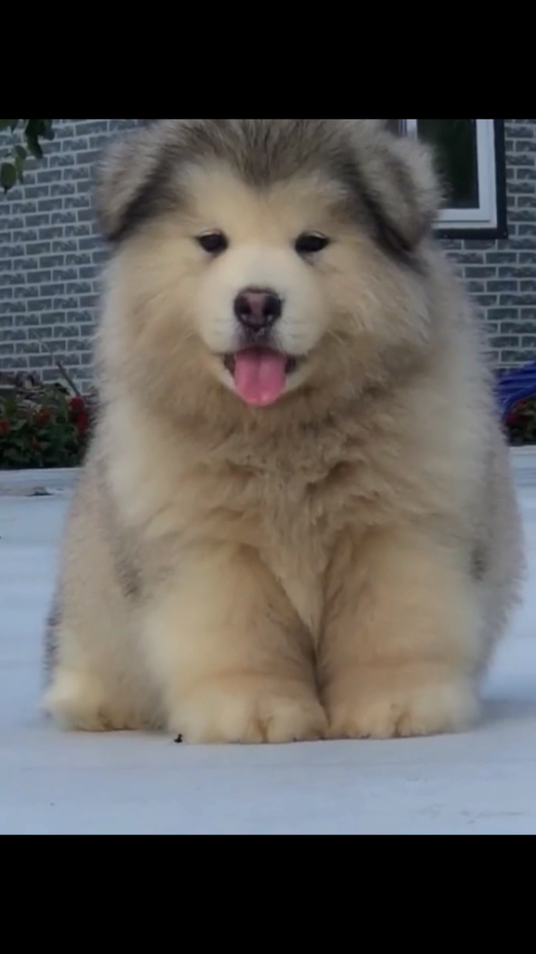 Dog so cute 😍 #dog #dogs #dogvideos #dogsoftiktok #alaskadog #unitedkingdom