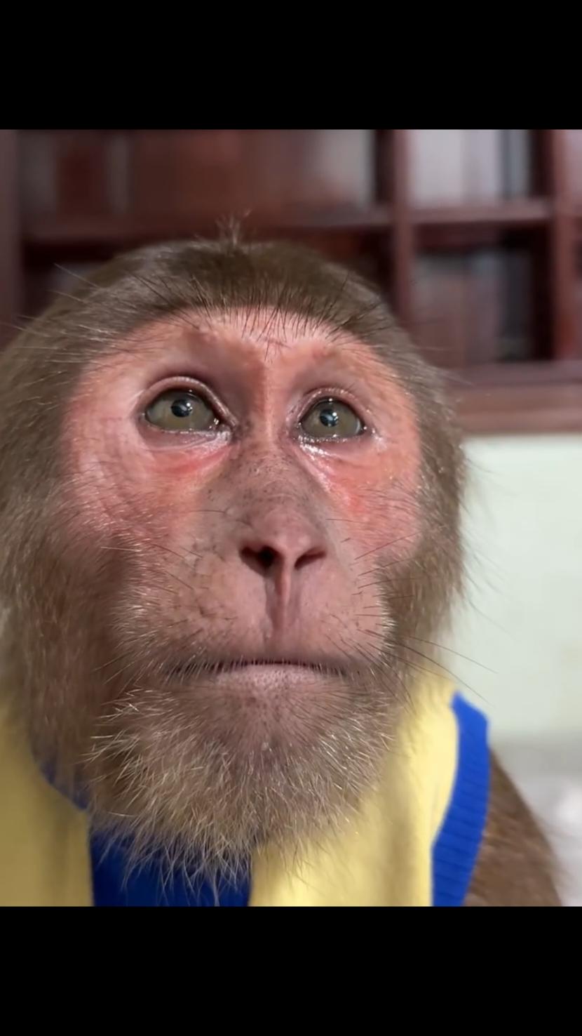 SMART CUTIS VERY VERY SAD 😢😭😭😭😭😭😭😭  #unitedstates#unitedkingdom#italy#germany#france#usa_tiktok##wildlife#animals#monkeybaby#italy#usa#london#funnymonkey#funnyanimals#monkeylovers#uk#monkeyshark#funny#monkeyfun#kids#monkey#monkeys#monkeyvideos#ausSmartCutis 