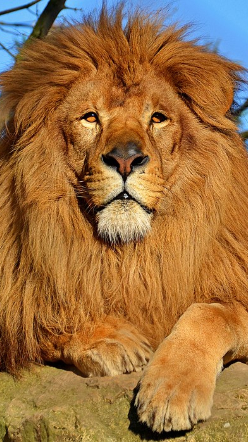 The most emotional animal among cats, he is brave and knows no fear when it comes to taking on responsibilities #WildlifeZeroDistance #Wildli #fyppppppppppppppppppppppp In the grasslands of Masai Mara, the photographer captured a close-up of this male lion to feel the beauty of male wild animals in nature.  #TIKTOK #lionking #foryou #video #amazing #video_animals #hard #tiktok #betfullvideo #fyp #very_cool #fyp #video #amazing #viral #foryou #fyppppppppppppppppppppppp #wildlife_zero 