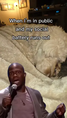 Me all the time 😂 #CapCut #iwannagohome #done #doggie #furyfriend #goldendoodlesoftiktok #pup #golden #doodle #fyp #fypシ 