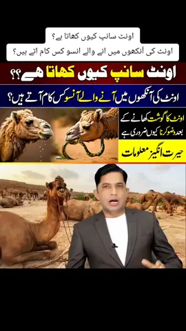 اونٹ سانپ کیوں کھاتا ہے؟ اونٹ کی آنکھوں میں انے والے انسو کس کام اتے ہیں؟ اونٹ کا گوشت کھانے کے بعد وضو کرنا کیوں ضروری ہے؟ انگیز معلومات #camels #camellife #islam #animals #information #motivation #AsadMehmood 