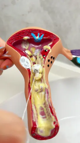 Do you know that the vagina needs to be cleaned after releasing water?
