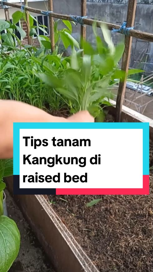 Tips tanam kangkung di raised bed agar bisa panen terus menerus #gardeningtips  #tipsberkebun  #menanamdirumah  #gardening  #berkebundirumah 