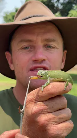 Look at this amazing flap necked chameleon, they are fascinating creatures - their feeding mechanism is extraordinary! 🙌🏻🦎 #fyp #reel #reillytravers #chameleon 