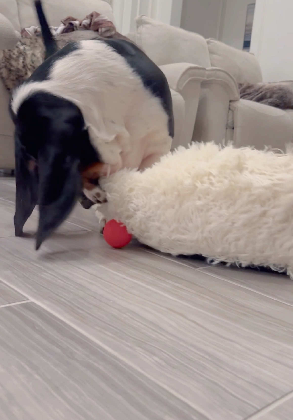 Mom suffers from DOG MOM GUILT when I want to play but she can’t. So, she got me a ball that moves on its own! Love that it’s rechargeable and waterproof. Clearly, I love this little guy! It’s not squishy - just so you know… it’s harder, but still so much fun. I love to hide it under my bed or blankets and play soccer with it!  Link is in our profile but you can always comment “link” and I’ll send a dm link to you cause it’s 20% off right now! @cheerble_global hai #bassethound #dogs #dogsoftiktok #dogvideos #doglover #gifted @Cheerble 