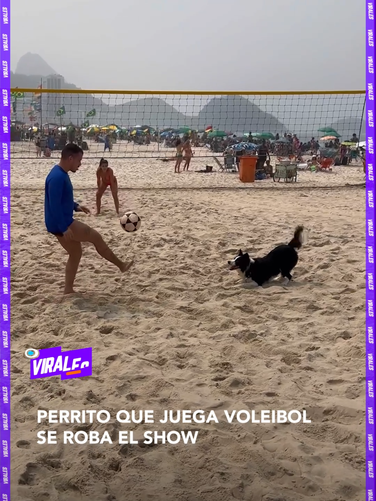 #Virales | Este video está arrasando en las redes: un adorable perrito de Río de Janeiro demuestra su talento jugando al voley con sus dueños. 🐕✨ ¡Mira cómo se luce en la cancha! ¿Qué te pareció este pequeño crack? 😄👇  ▶️ Más información en www.reduno.com.bo #RedUno #RedUnoDigital #Notivisión #NTVInforma #Bolivia #playa #Perrito #Voley #Brasil