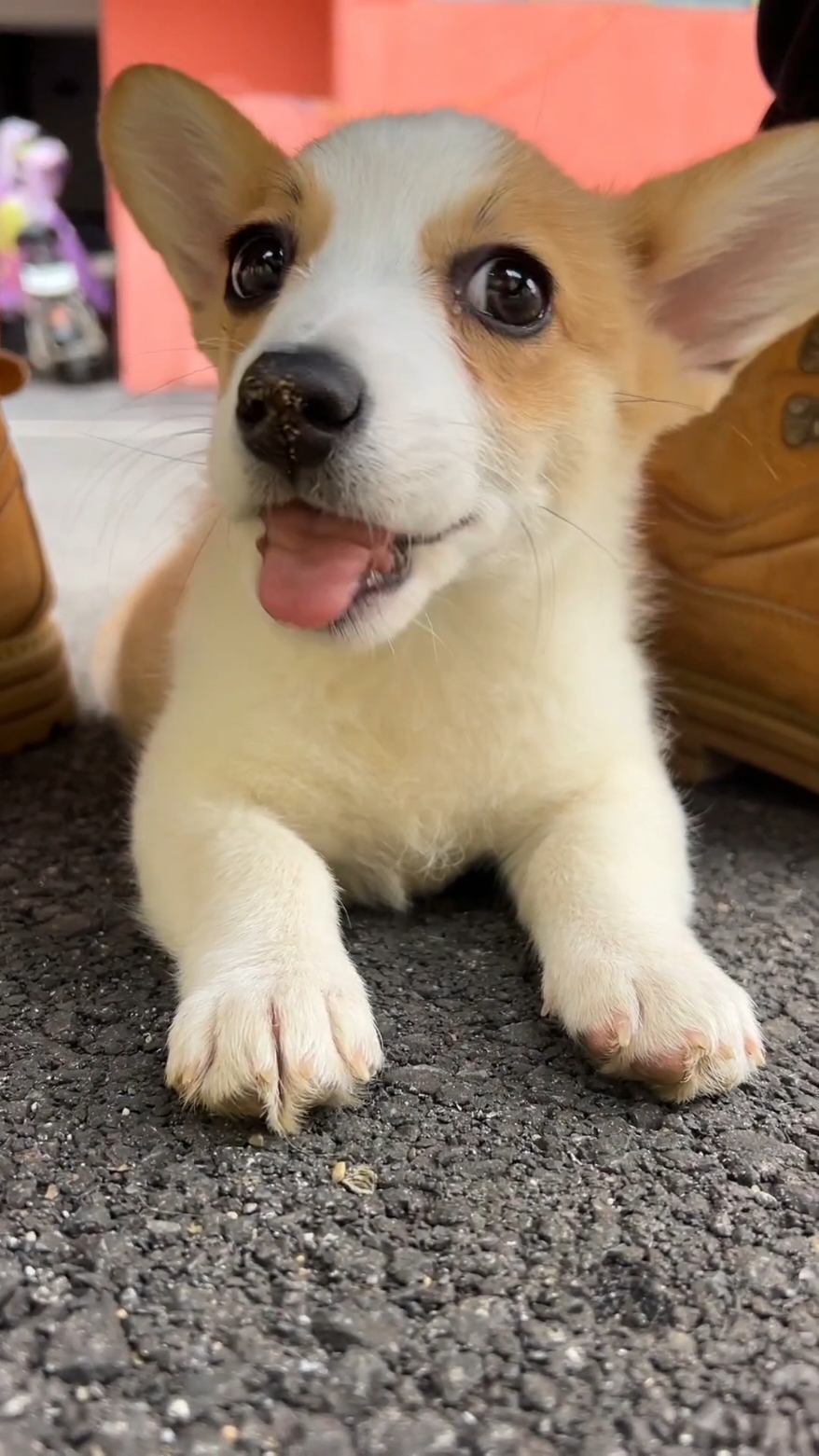 #dog #dogsoftiktok #doglover #corgi #corgisoftiktok #cute #pet