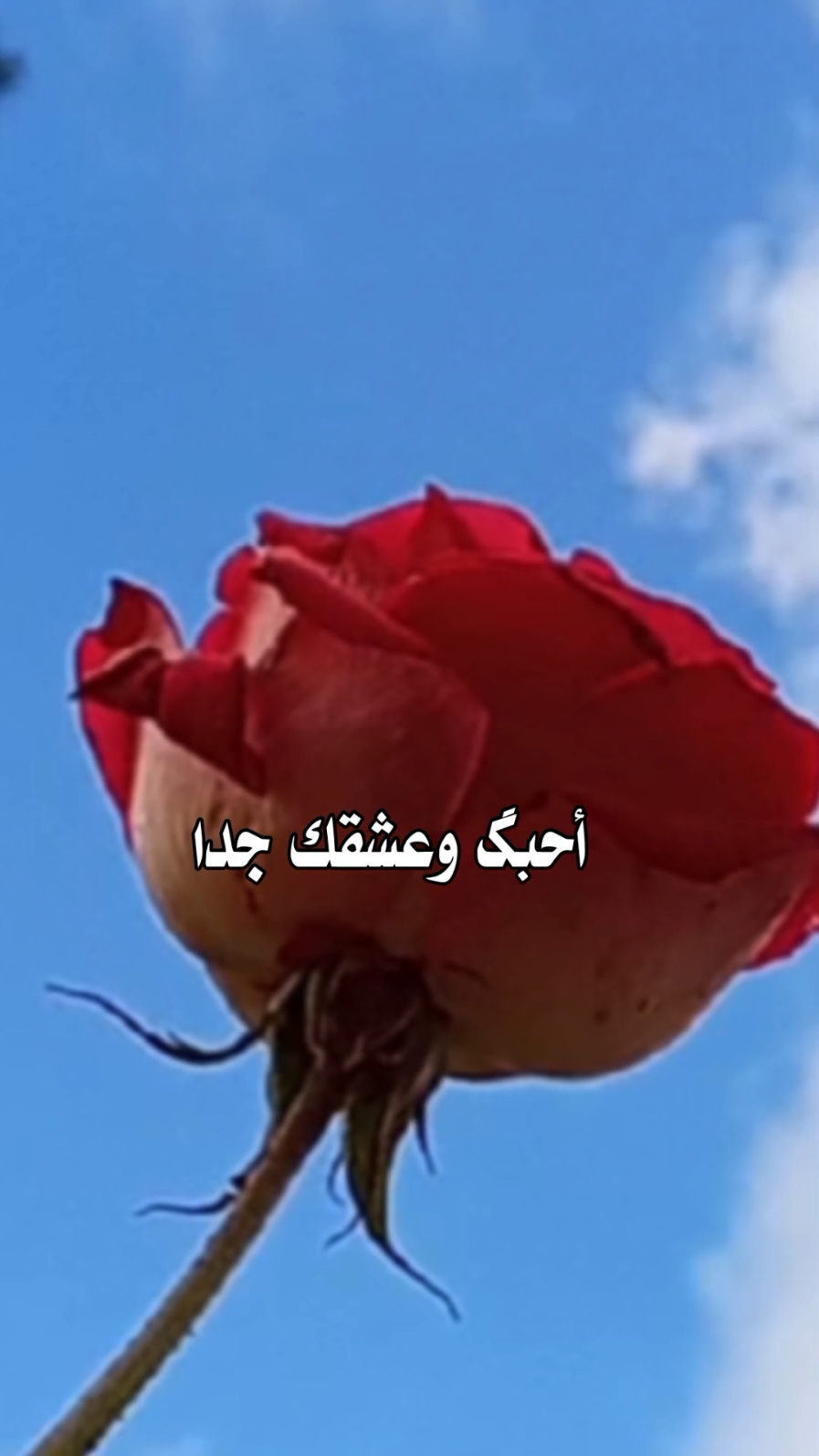 #احبك_واعشقك_جدا  #بدر_العزي #احبك #شيلات_فخمة❤️ #شيلات_حب #tiktok #اكسبلورر #تصميم_فيديوهات🎶🎤🎬 #lavendr81 #fyp #viral #CapCut 