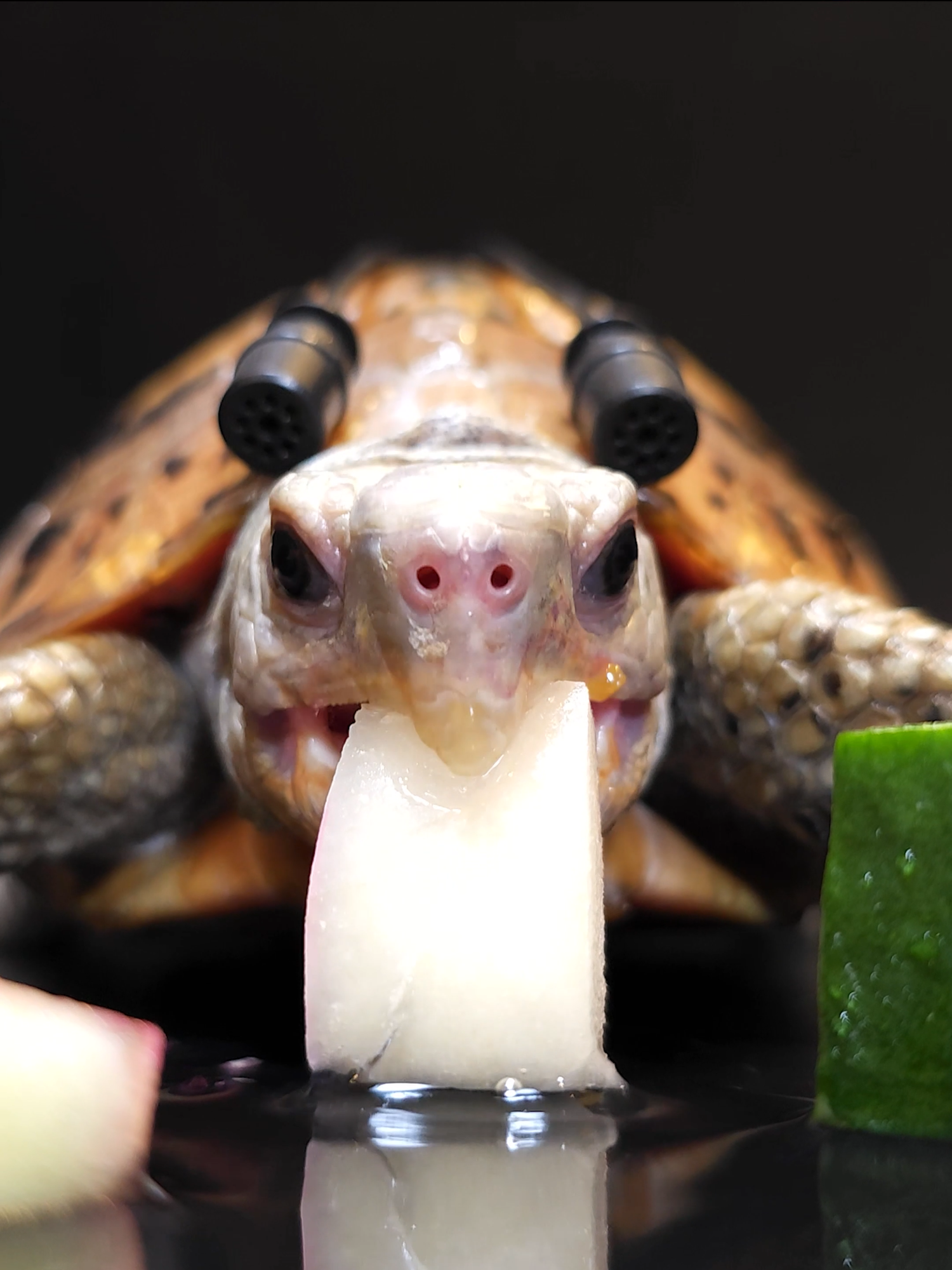 Satisfying ASMR Eating White Food Mukbang 🐢 Turtle Tortoise #asmr #turtle #tortoise #satisfying#mukbang #eating