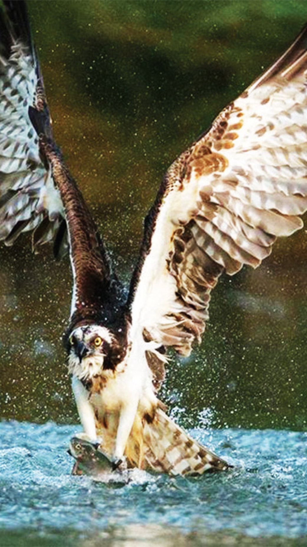 The great punishment attacked and caught a large fish, but the fish almost dragged it underwater and was forced to surrender. #Photographing wild birds #Animal world #fyppppppppppppppppppppppp #fyp #very_cool #video #TIKTOK #amazing #viral #🦅eagle🦅 