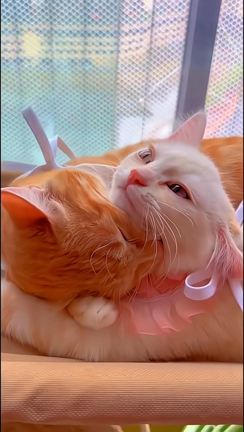 love story between cats❤❤❤ #funny #cat #fyp #catsoftiktok #funnycat #foryou #tiktok 