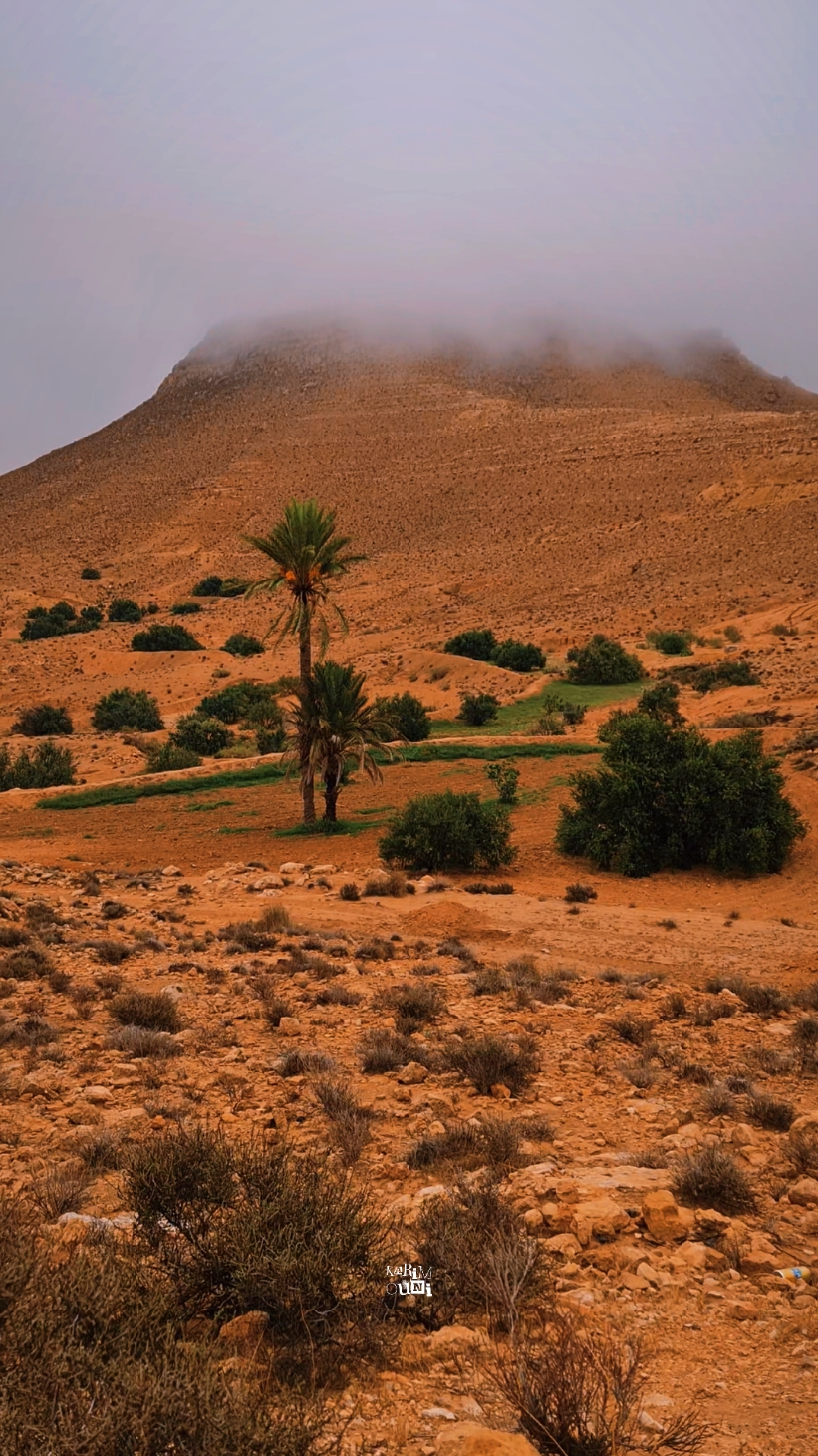 أجمل مشهد صادفني اليوم فيه راحه نفسية غير عادية ماشاء الله 🌴🤍🌧 #مدنين🧡💛📍_جرجيس_بنڨردان_🧿جربة_بنخداش #الجنوب_التونسي #photography #تونس #تصويري #travel #مطر #تطاوين #صحراء_تونس 