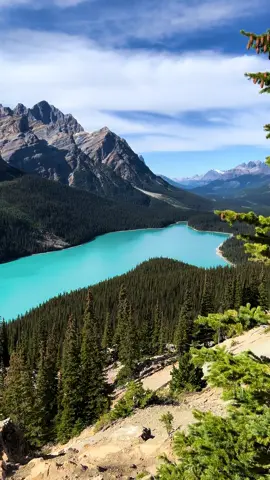 Have you seen anywhere more beautiful than Peyto Lake 😍 #peytolake #peytolakealberta #peytolakecanada #banffnationalpark #banffcanada #banffalberta #mybanff #fyp #visitcanada #travel #canadianrockies #mountains #lake #bluelake 