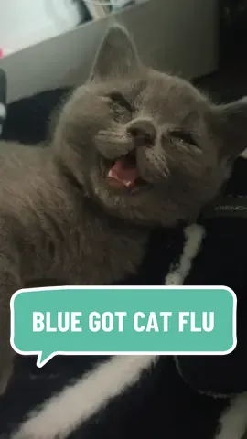 Poor little Blue is battling cat flu, hence the sticky eyes and non-stop sneezing since we got her 🫤 Gus-Gus has caught it too and it’s so sad to see them feeling unwell 😿💔 The only way to get their antibiotics down them is mixing them into Dreamies Creamy treats, twice a day! 🤣  Cat flu can be serious, so I wanted to share some key signs to look out for: - sneezing 🤧  - watery eyes 🥹 - coughing 😷 - a runny nose 😪 - loss of appetite 🤐 - just not acting like their usual playful self 🤡 If you notice these symptoms in your kitty, don’t wait—get them checked by a vet right away! Early treatment can make a huge difference in their recovery. Sending healing vibes to all the fur babies out there 💖🐾  #CatFlu #KittenHealth #PetCareTips #FurryFamily #KittenLove #catsoftiktok #kittensoftiktok #kittens #BSH #britishshorthair 