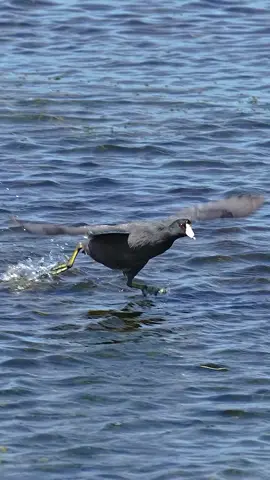 With the sun glistening on the water's surface, a sea bird strolled effortlessly across the gentle waves, its slender legs skimming the foam. As it walked, the bird occasionally paused to spread its wings wide, catching the breeze that danced around it. The soft rustle of feathers mingled with the soothing sound of the surf, creating a serene melody of nature. Each graceful step and flutter seemed to celebrate the beauty of the moment, embodying the spirit of freedom that only a creature of the sea could know. #beautiful #beauty #bird #video #viral #bismillahfyp #nature #views #social #sea #sealife #walk #on #holiday #wildlife #fpy #pfypシ #yearontiktok #tiktok #media 