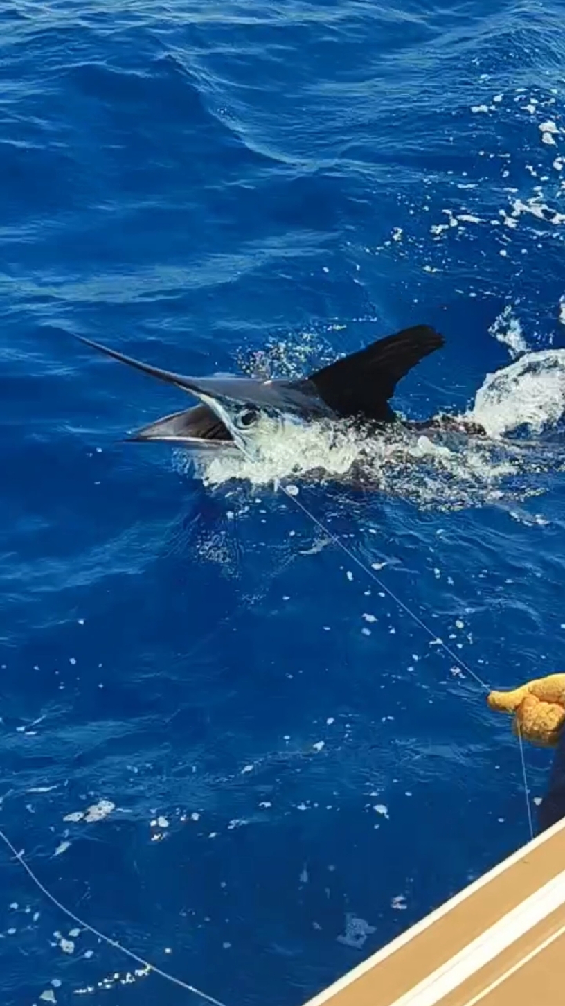 White Marlin. 🎣 La Guaira Bank Sport Fishing!  Muy cerca de la costa del Litoral Central de la Guaira en Venezuela se encuentra uno de los mejores lugares del mundo para la pesca de altura.  El “Placer de la Guaira” alberga en sus alrededores una de las mayores concentraciones de especies de pico del planeta (Aguja Blanca, Aguja Azul y Pez Vela).  El Placer (La Guaira Bank) es mundialmente reconocido como el lugar donde se han logrado la mayor cantidad de Grand Slams (3 especies de pico en un solo día). Siendo uno de los lugares favoritos para las competencias de pesca deportiva a nivel mundial.  La Guaira, Venezuela. 🇻🇪 #laguaira #venezuela #sportfishing  #bluemarlin #whitemarlin #sailfish  #swordfish #xtremefisherman 