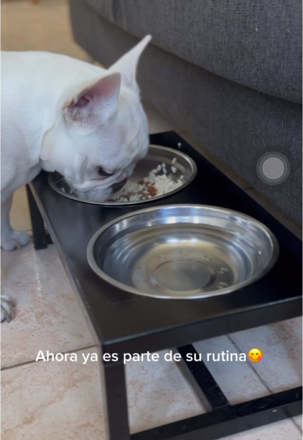 Gracias @MUY WOOF  comederos y juguetes el comedero de mauro ya es parte de su rutina🥰 #parati #fyp #foryou #viral #bulldog @bruno volpintesta 