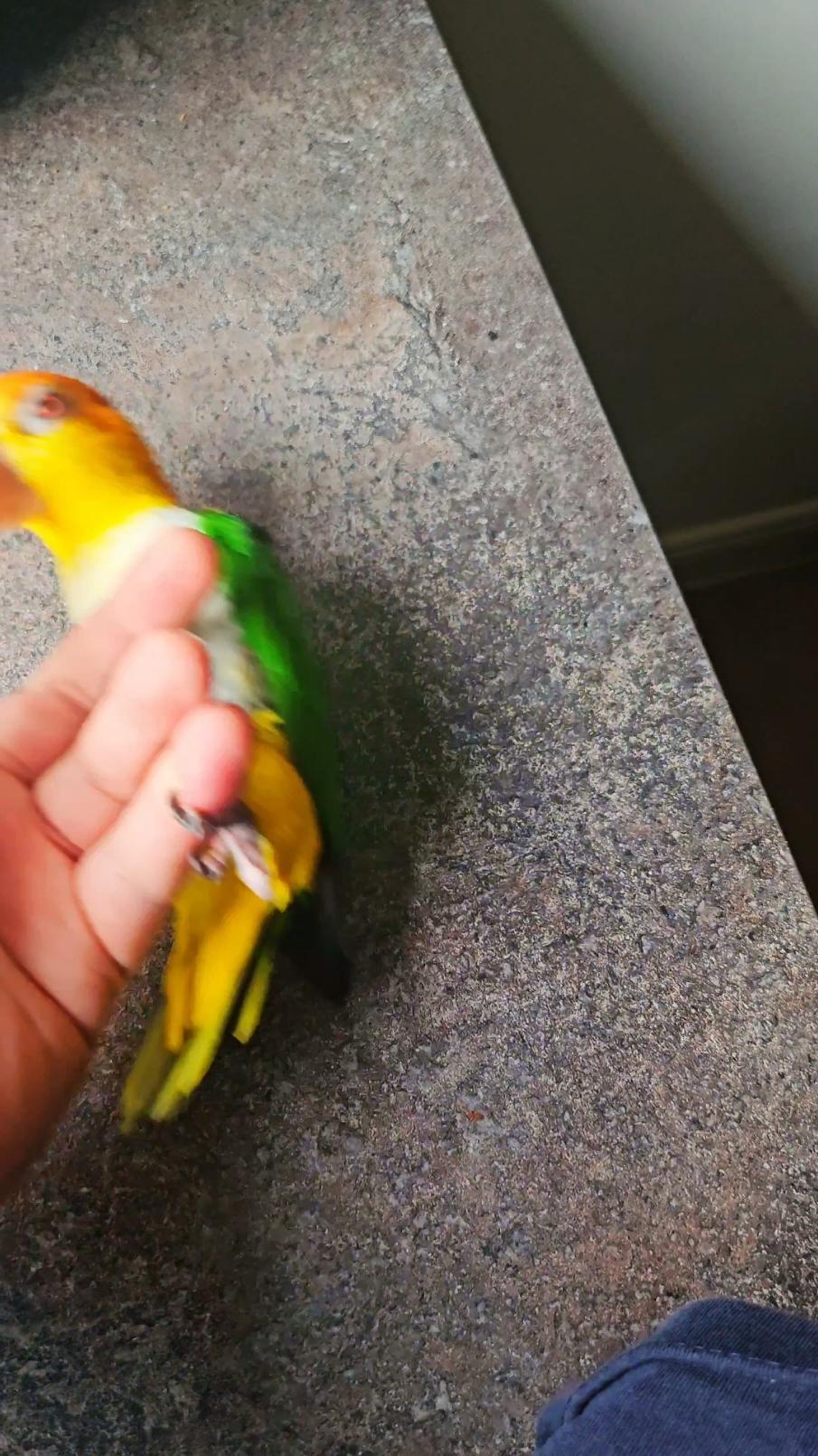 Parrot Dobby is clingy today, had much fun taking a ride on my hand 😂 What is happening in this parrot brain?? . #parrots #parrotsoftiktok #pet #pets #PetsOfTikTok #petlover #crazy #cute #bird #animal #party #trendingtiktok #fun #fyp #foryou #viral #pet 