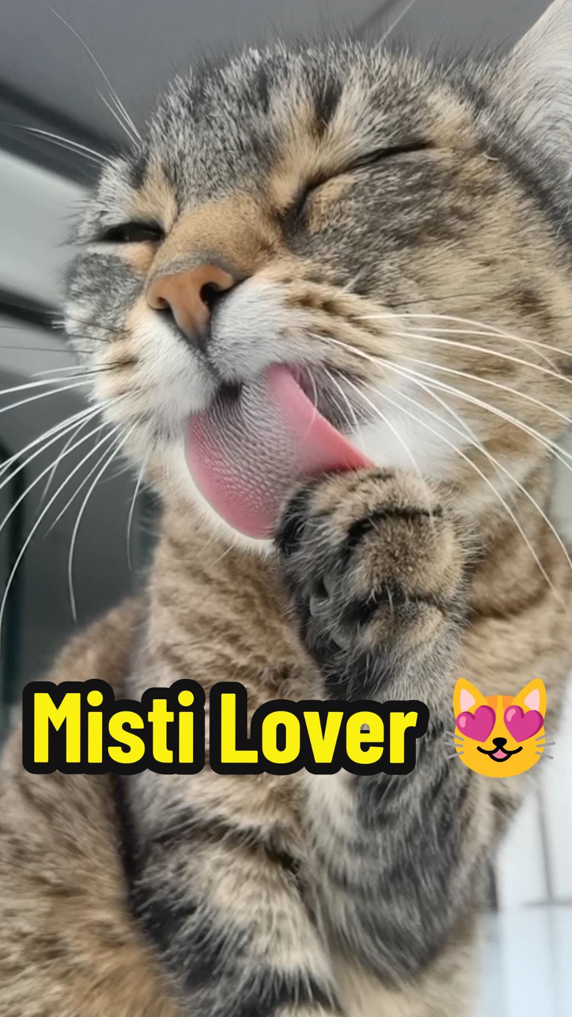 Misti Lover 😻💓♥️💓😻 #cat #catsoftiktok #viral #fyp 