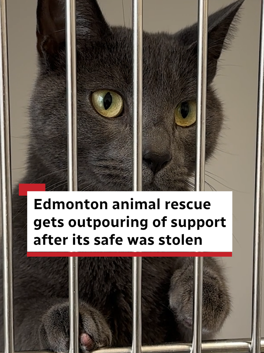 After two thieves walked off with the safe from an Edmonton animal shelter, the charity posted the security video to social media. What they didn’t expect was the outpouring of support from the community to help get them back on their feet. #Edmonton #YEG #AARCS #animalshelter #animalrescue #charity #theft #crime #community #support #fundraising #donations