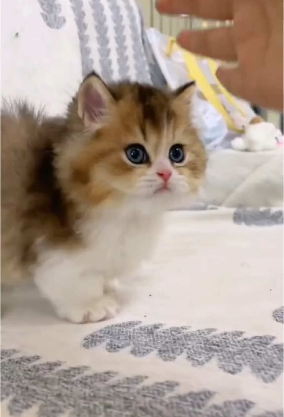 cute kitty😻🥰 #kittycat #catsoftiktok #cutecat #funnycat #kittiesoftiktok 