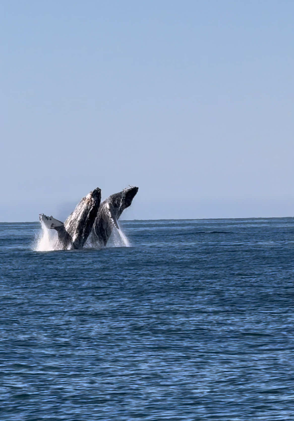 Double breaching Humpbacks on this morning’s trip! It’s really rare to see a double breach consistently happening so many times. This was a Mom and a really playful Humpback calf that really made our morning.  🐳Book now using link in bio🎉 #whalewatching #whale #humpbackwhale #breach #jump #iphone #fly #low #news #media #lunges #wildlife #montereycalifornia #coast #cali #sun #fun 