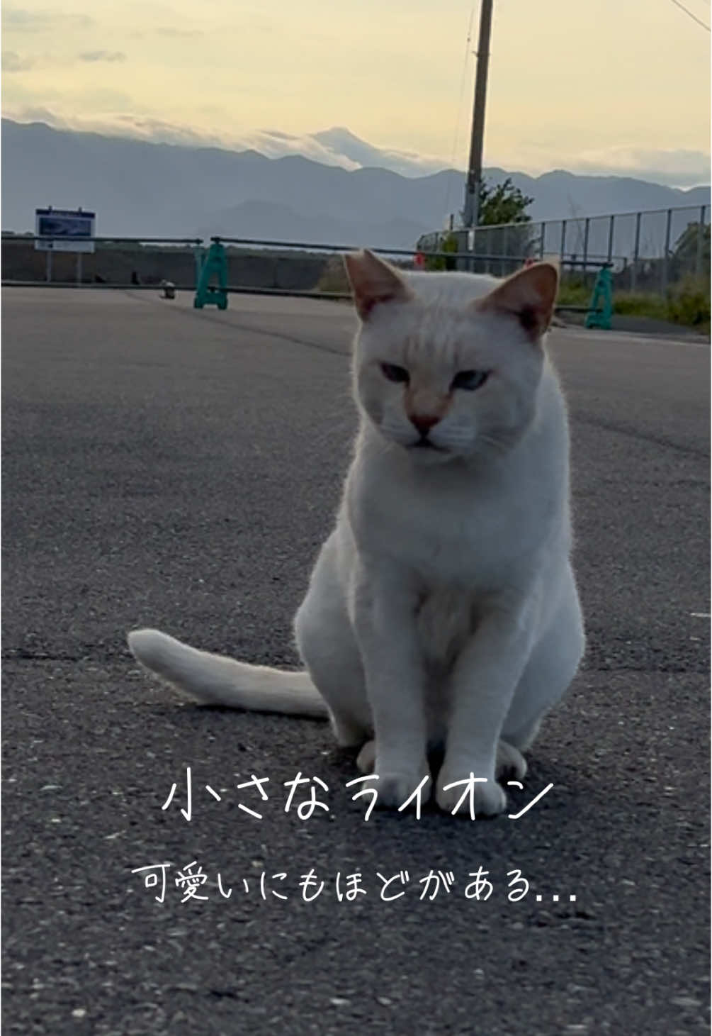 可愛いにもほどがある… 港町の小さなライオン #猫好き #癒し #地域猫  #可愛い猫 #可愛い動物  #にゃんにゃん #cute  #アイドル #ねこ #にゃんこ  #茶トラ #茶白 #キジトラ #catsoftiktok #cat  #猫しか勝たん #猫の動画 #可愛いにもほどがある  #ライオン#ライオンキング