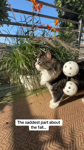 Pawl still doesnt understand how seasons work.  #fyp #catvest #funny #gardening 