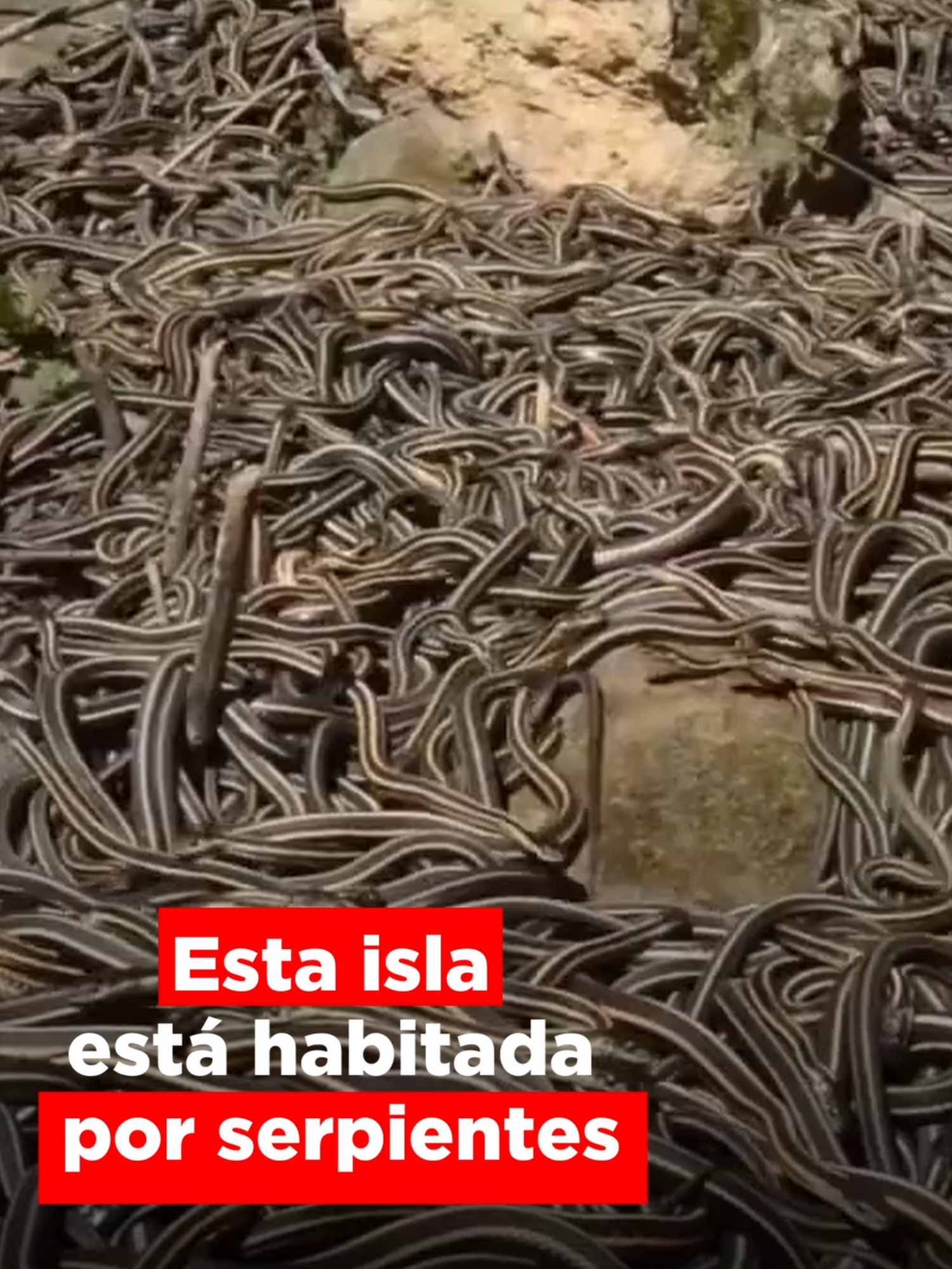 La Isla de las serpientes. ¿La más peligrosa del mundo? 🐍 @soyalmacervantes