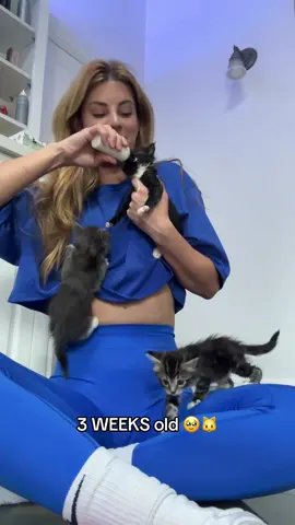 The three latest babies I raised are all grown up now. 🥹😭 I got a call from @Kittenrescue saying that these kittens were TWO HOURS away from being euthanized 😢… so I said “NOT ON MY WATCH!” And I mean it when I say this… they turned out to be some of the sweetest, most gentle, and SOFT kittens I’ve ever fostered. 🥰🐈 they now have loving homes. 