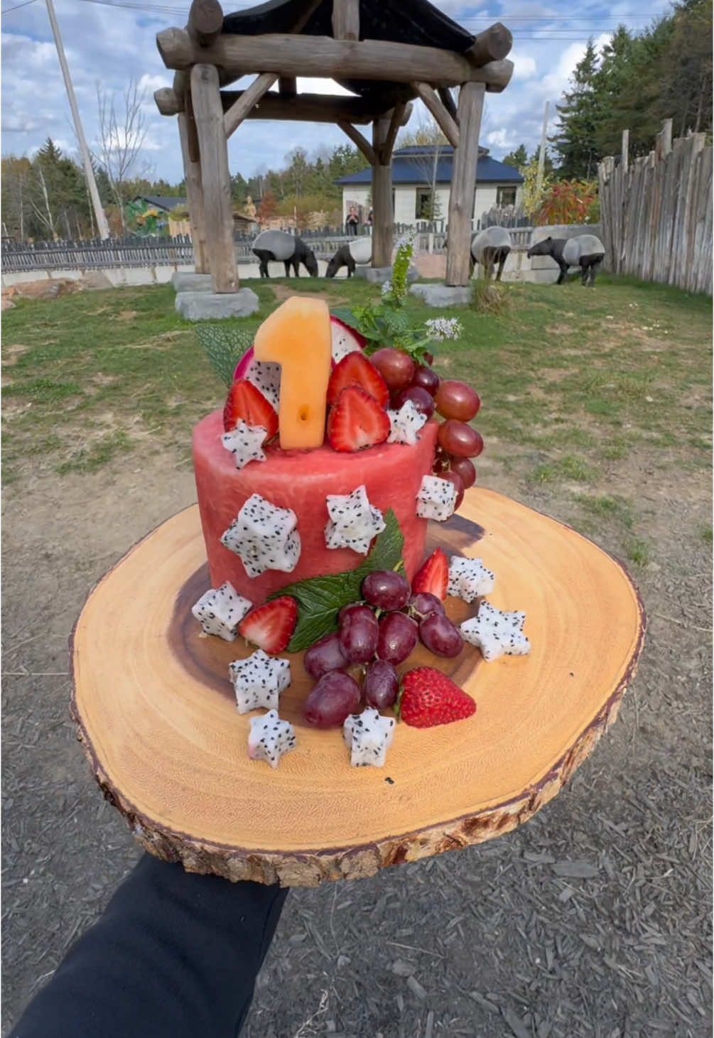 Happy birthday Eddy 🍉 (the « cake » decorations were attached with pasta and are safe for tapir)