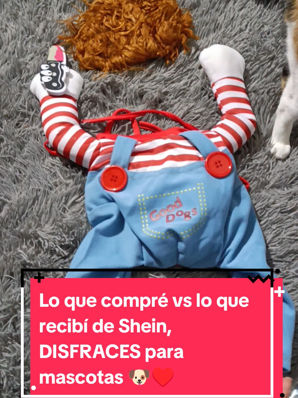 Lo que compré vs lo que recibí de Shein, disfraces para nuestras mascotas 🐶♥️🛍️ #disfraz  #disfrazhalloween  #mascotas  #pets  #mascotastiktok  #petstiktok  #shein  #fyp 