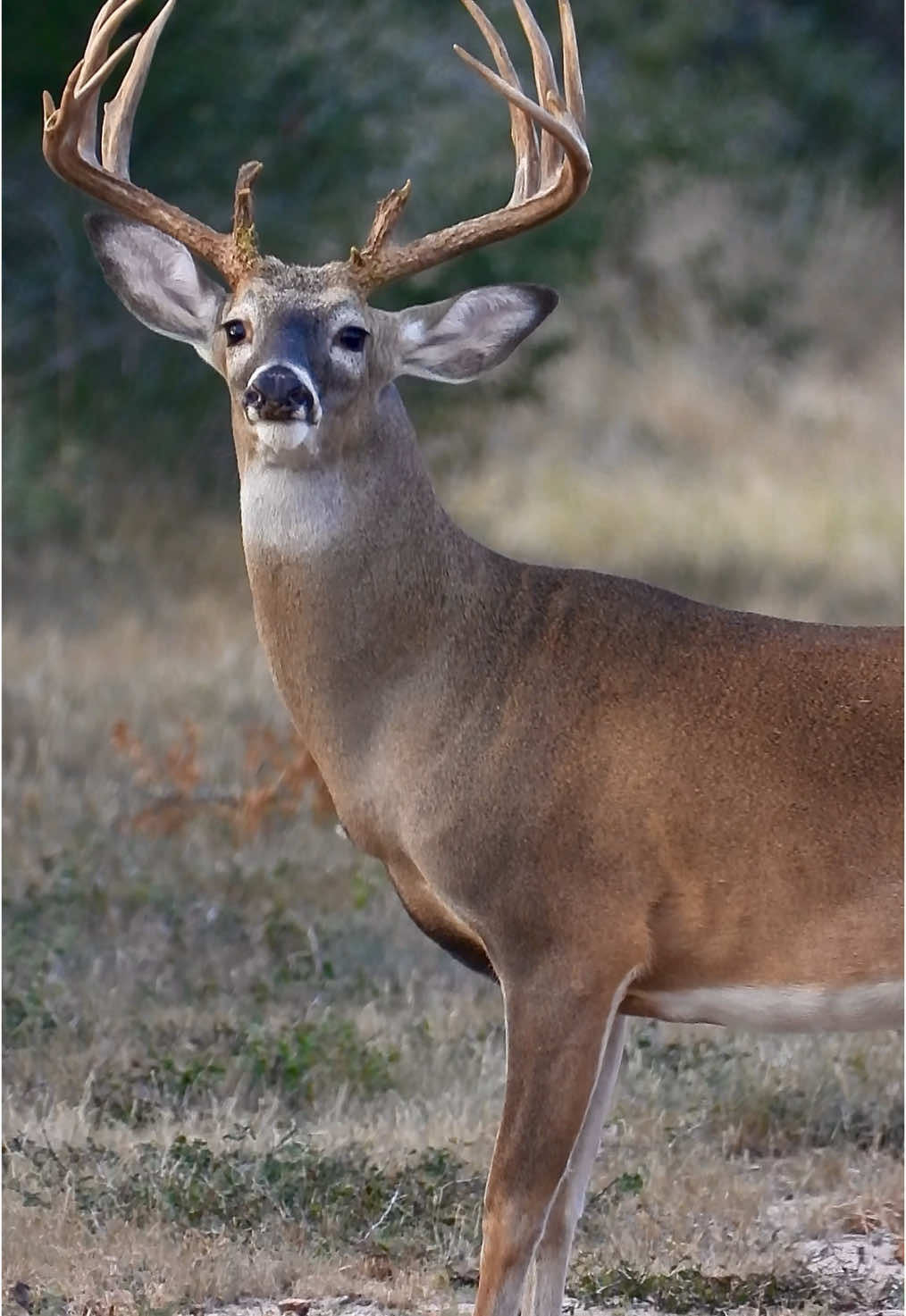 Cant get enough of these South Texas Mornings!  Does this deer need a couple more years?  #choctawridgeranch #big #buck #whitetail #deer #Outdoors #hunting #fypシ #tiktokmademebuyit 